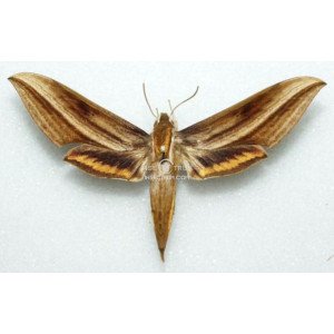 XYLOPHANES KATHARINAE